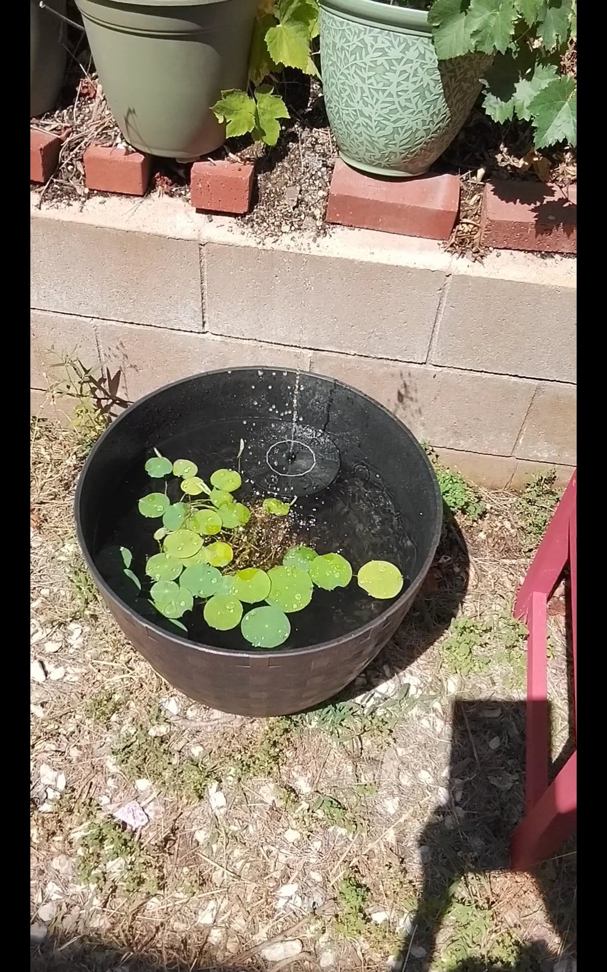 Digital Video: How To Make A Mini Zen Pond In 2 Weeks.