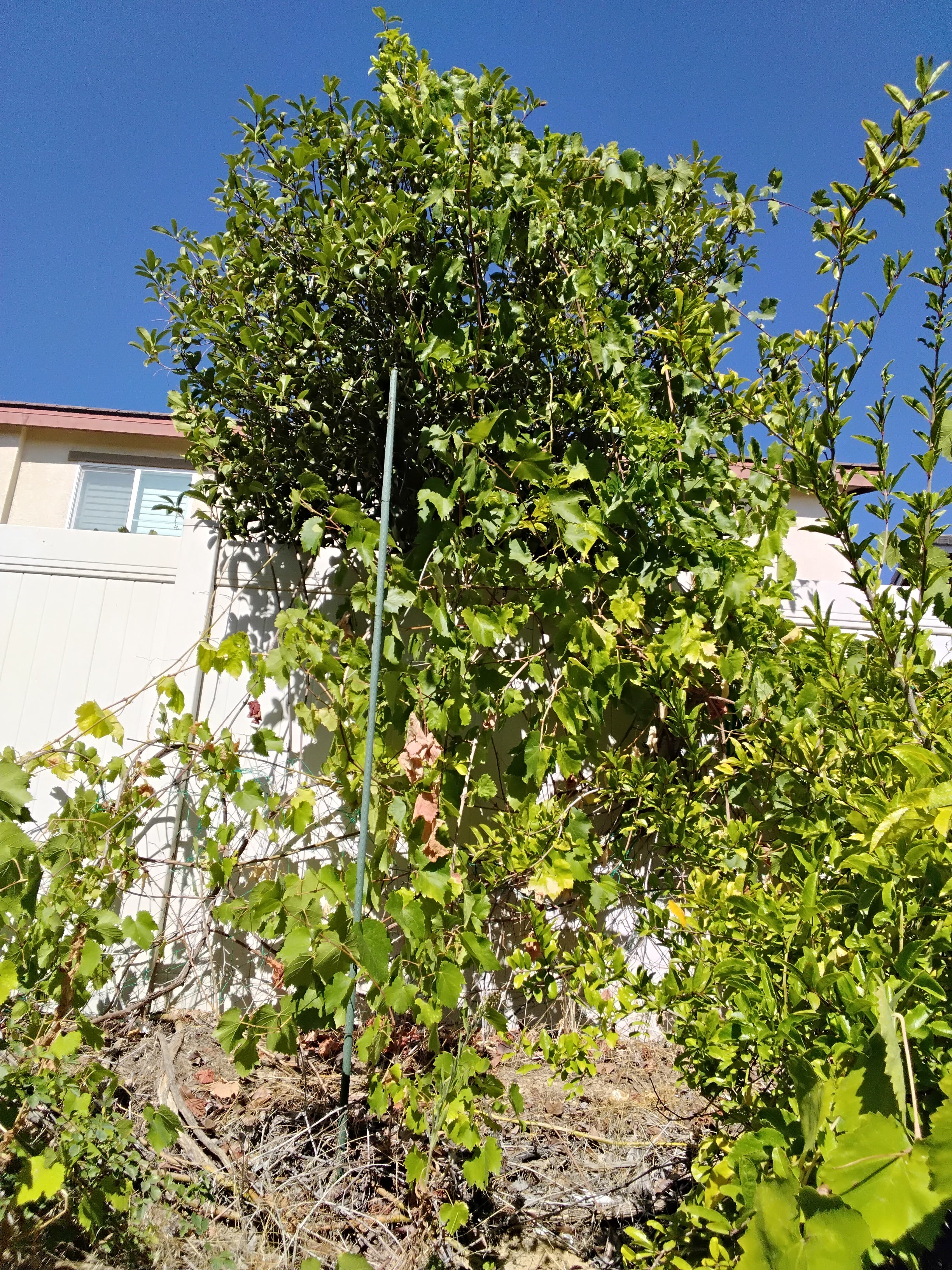30 Fresh Organic Grape Leaves, Food Forest Produce.