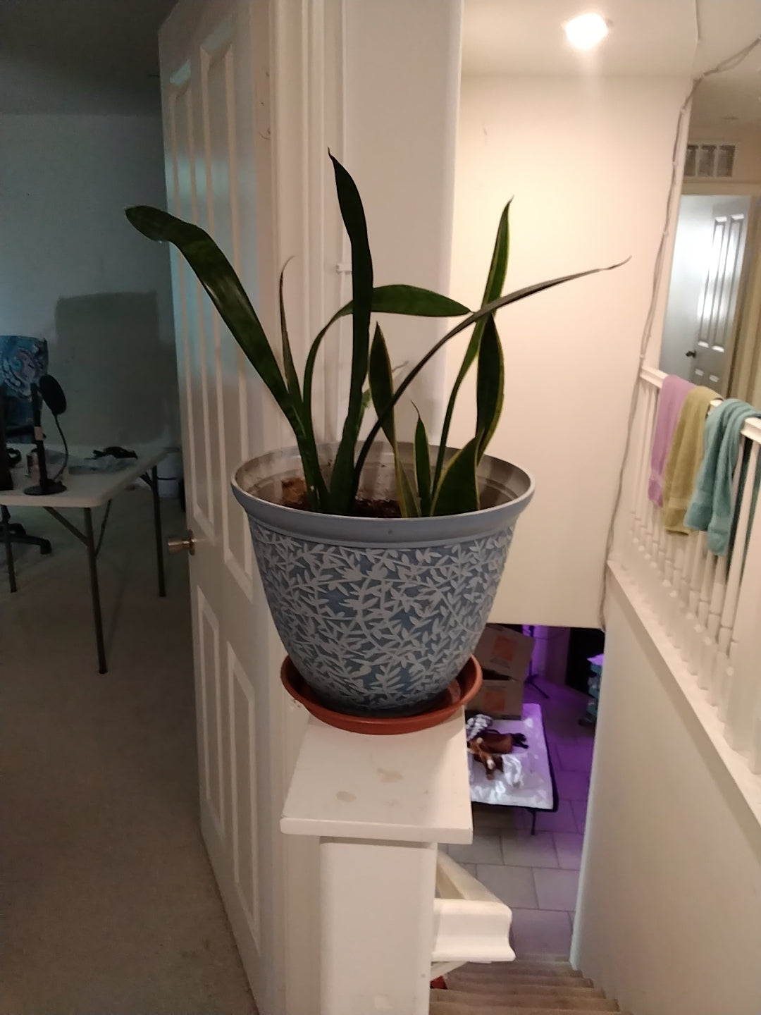 Beautiful Indoor Plant in big pot