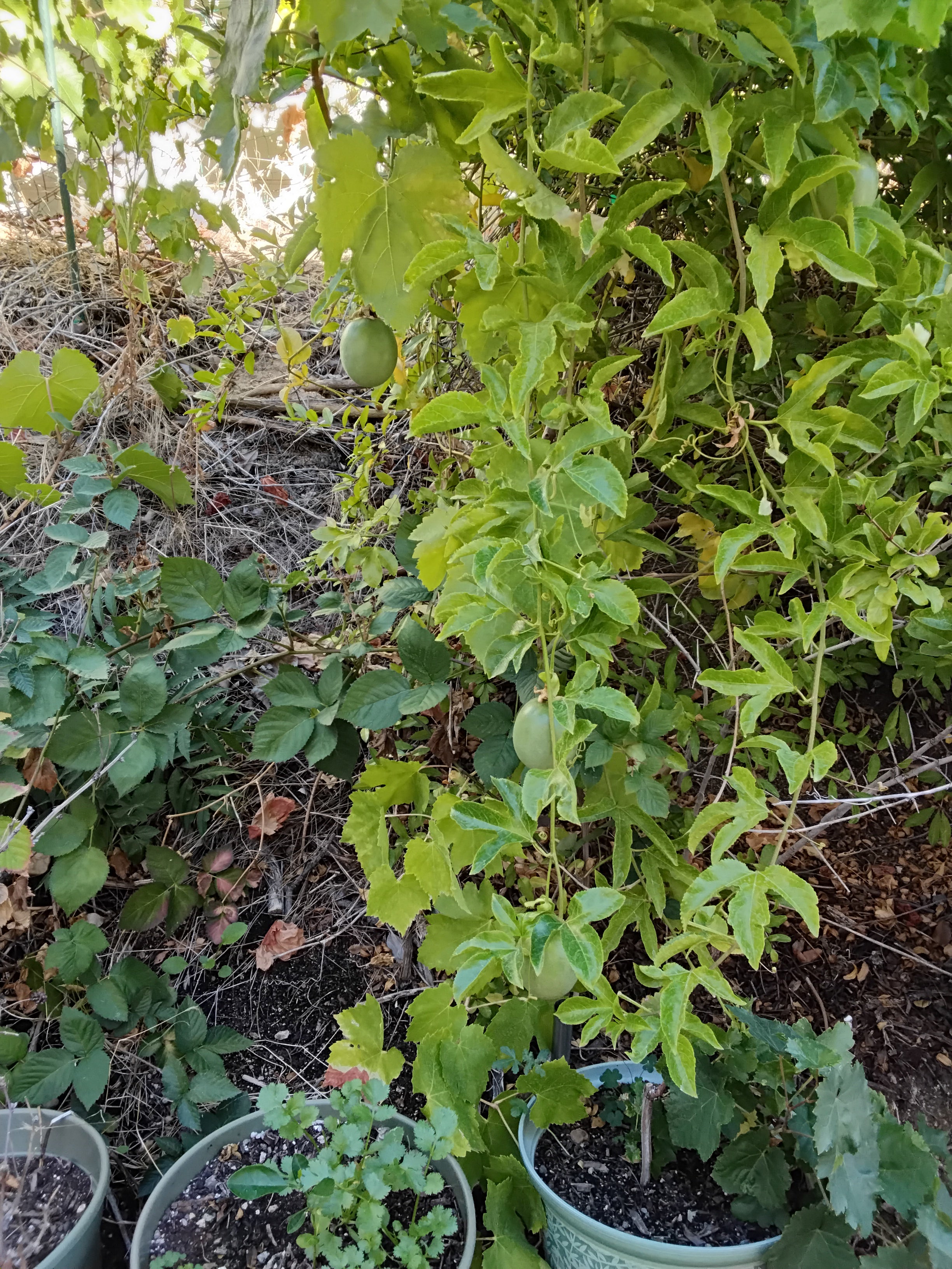 1 Pound Organic passion fruits, Food Forest Resort Produce