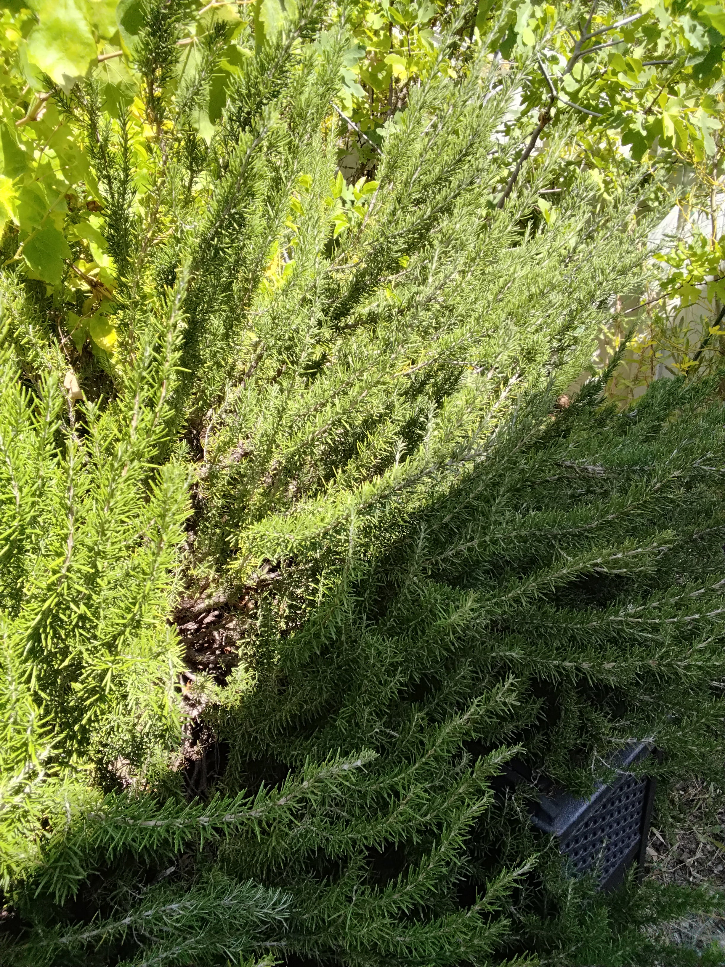 Organic fresh rosemary, 100 fresh cut